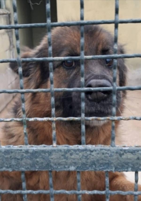 Pastore Tedesco Adulto Finito Miseramente In Canile.sud