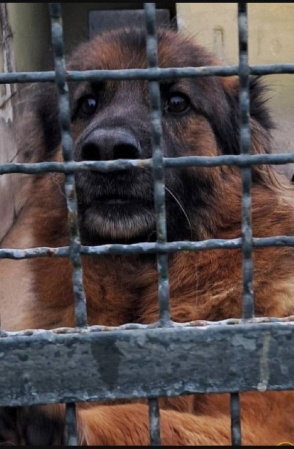 Pastore Tedesco adulto finito miseramente in canile.SUD Foto 2