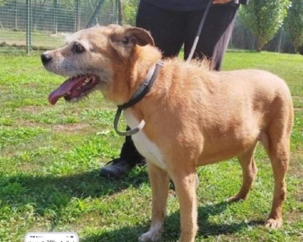 10Anni Tranquillo Padrone Deceduto  Pavia