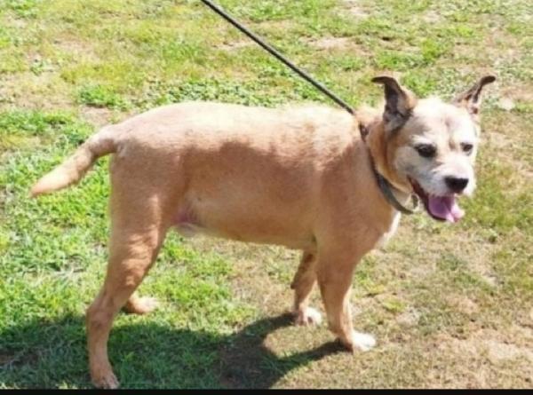 10anni tranquillo padrone deceduto  PAVIA Foto 2