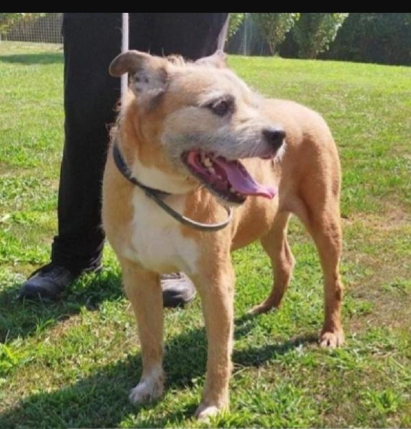 10anni tranquillo padrone deceduto  PAVIA Foto 3