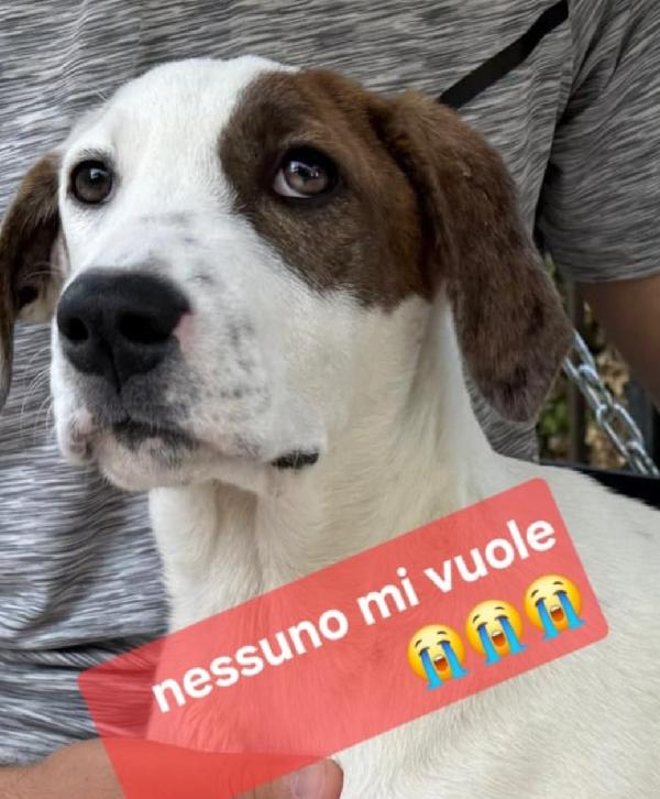 Mary e Nocciolino 6/7mesi INVISIBILI! SICILIA Foto 2