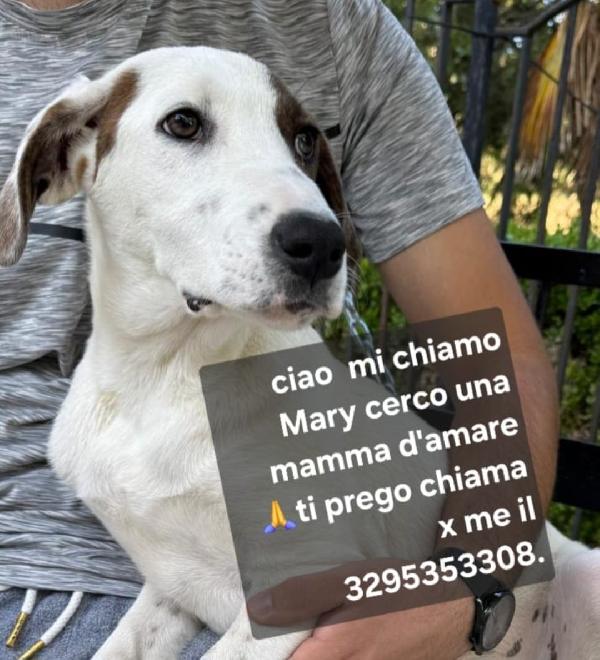 Mary e Nocciolino 6/7mesi INVISIBILI! SICILIA Foto 4