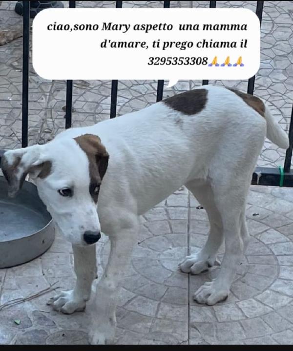 Mary e Nocciolino 6/7mesi INVISIBILI! SICILIA Foto 5