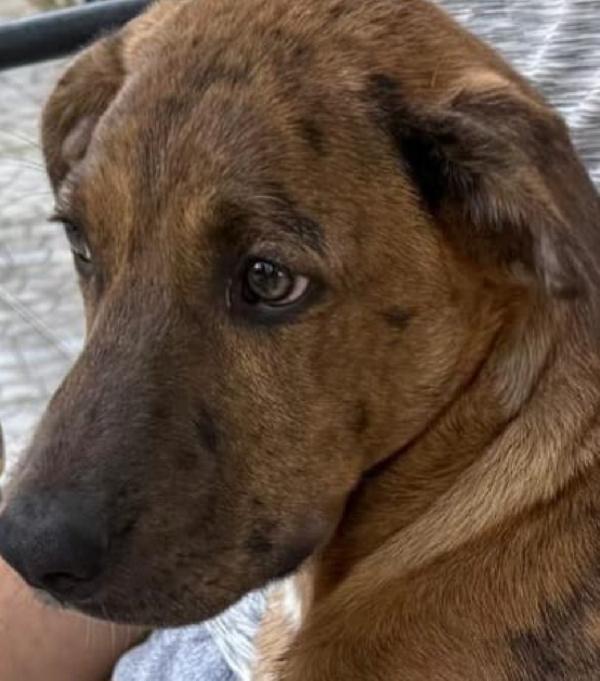 Mary e Nocciolino 6/7mesi INVISIBILI! SICILIA Foto 7