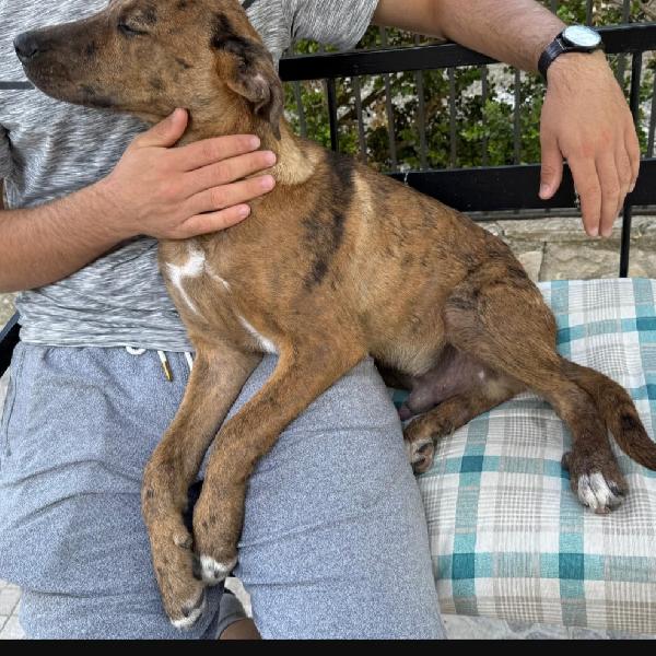 Mary e Nocciolino 6/7mesi INVISIBILI! SICILIA Foto 8