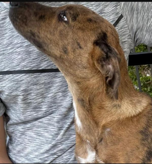 Mary e Nocciolino 6/7mesi INVISIBILI! SICILIA Foto 9