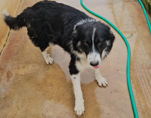 Rosalia: giovane mammina equilibrata dolcissima  Foto 3