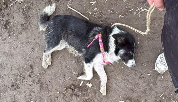 Rosalia: giovane mammina equilibrata dolcissima  Foto 4