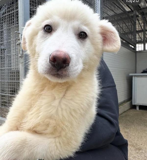 Patatina: 4 mesi taglia grande  Foto 9