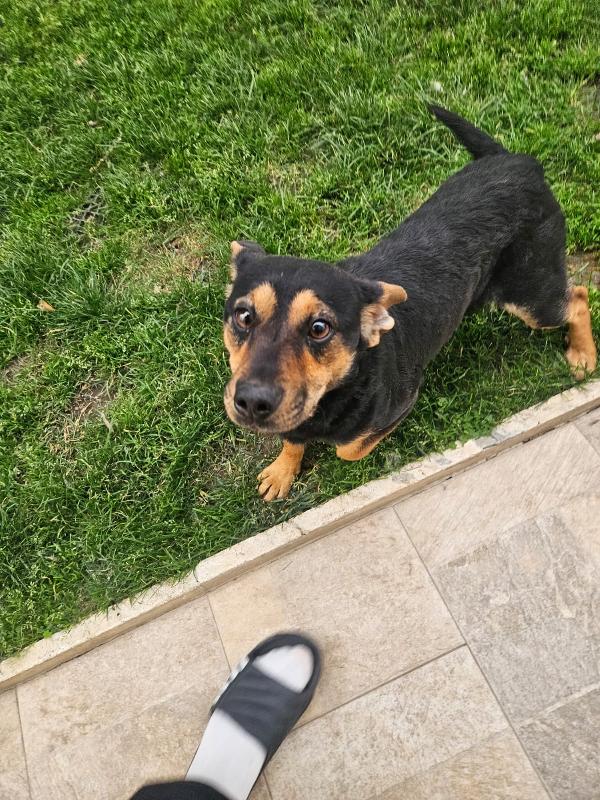 Ralph: Taglia Piccola Simpaticissimo Affettuoso 