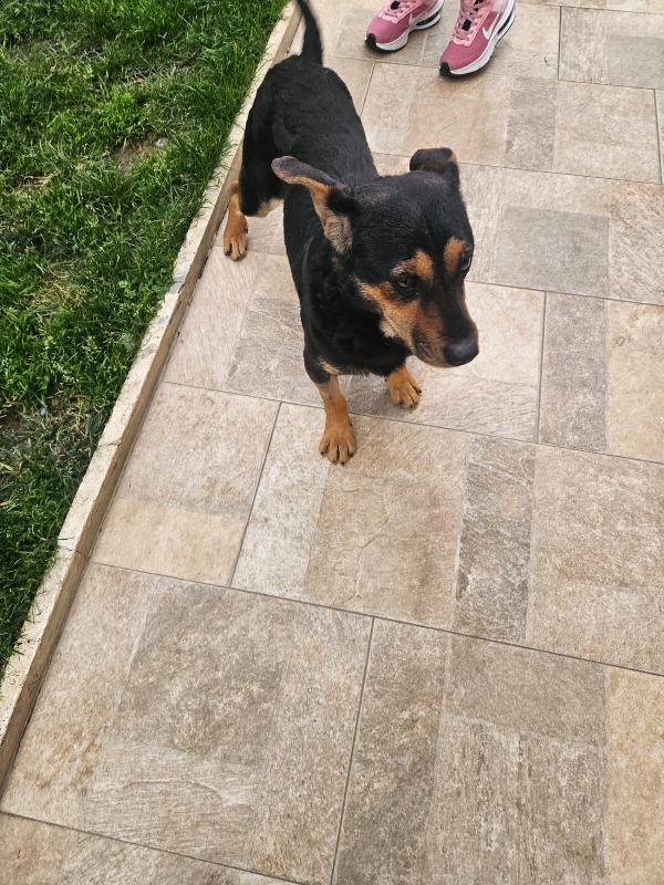 RALPH: TAGLIA PICCOLA SIMPATICISSIMO AFFETTUOSO  Foto 2