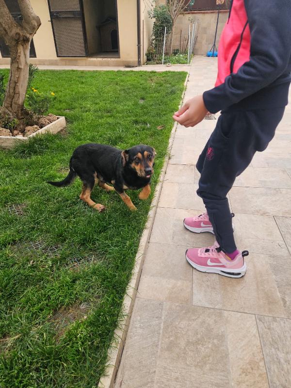 RALPH: TAGLIA PICCOLA SIMPATICISSIMO AFFETTUOSO  Foto 4