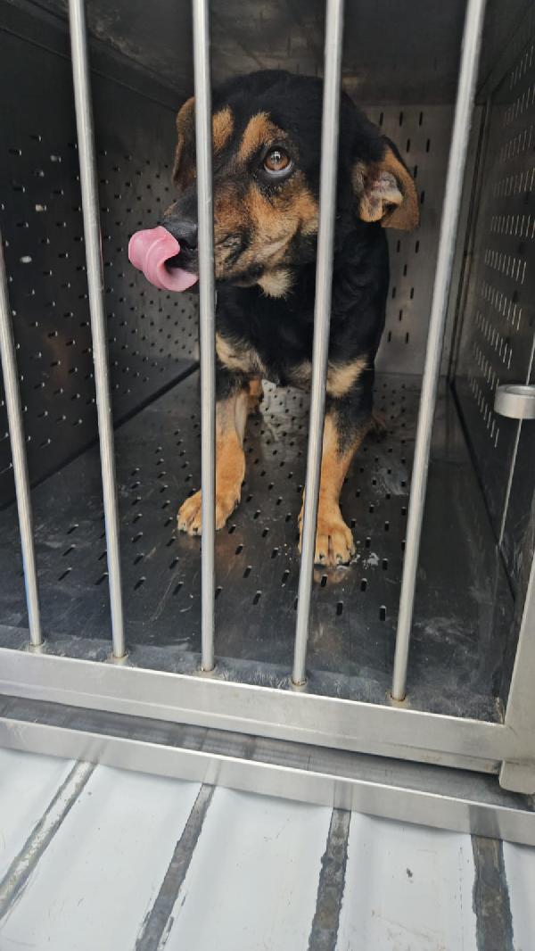 RALPH: TAGLIA PICCOLA SIMPATICISSIMO AFFETTUOSO  Foto 5