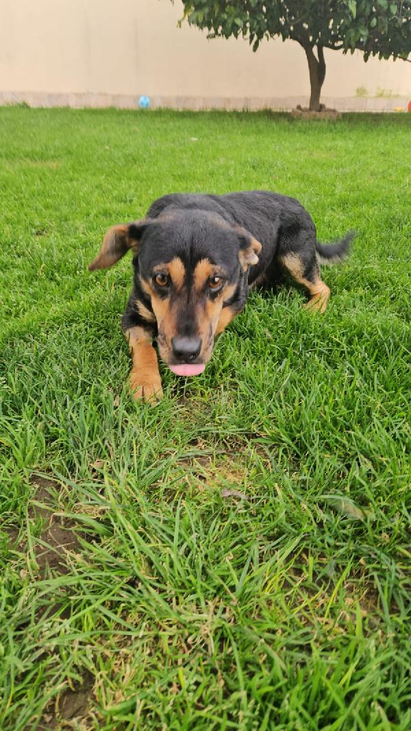 RALPH: TAGLIA PICCOLA SIMPATICISSIMO AFFETTUOSO  Foto 6