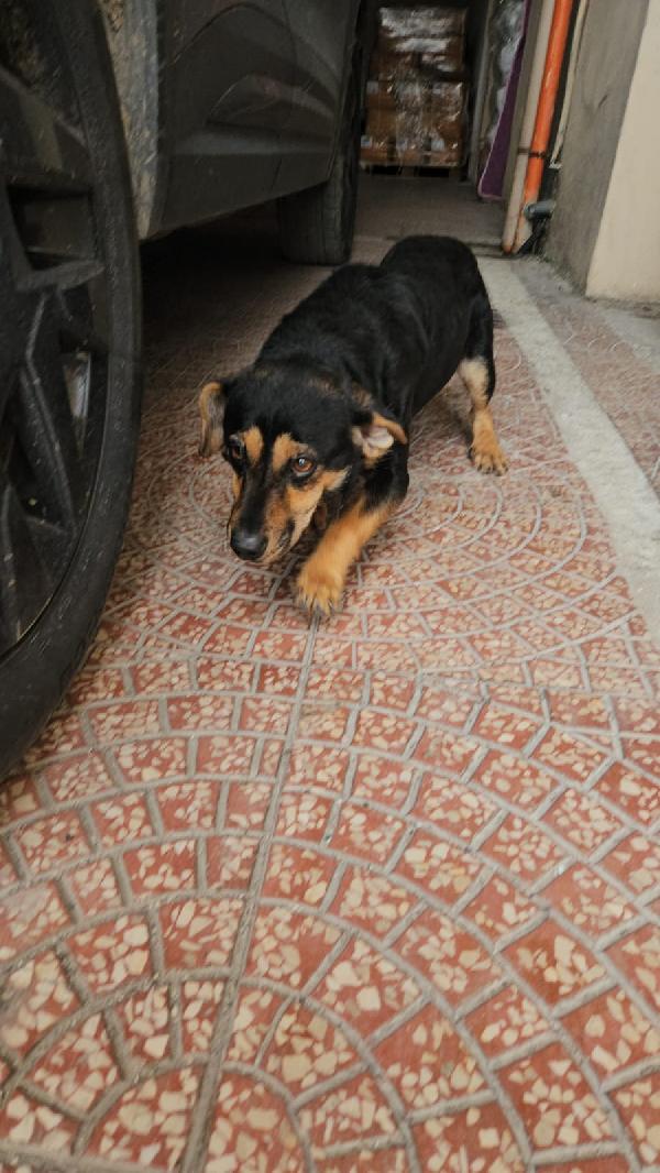 RALPH: TAGLIA PICCOLA SIMPATICISSIMO AFFETTUOSO  Foto 7