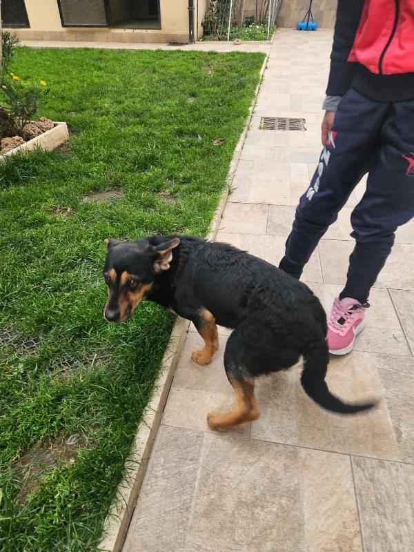 RALPH: TAGLIA PICCOLA SIMPATICISSIMO AFFETTUOSO  Foto 8