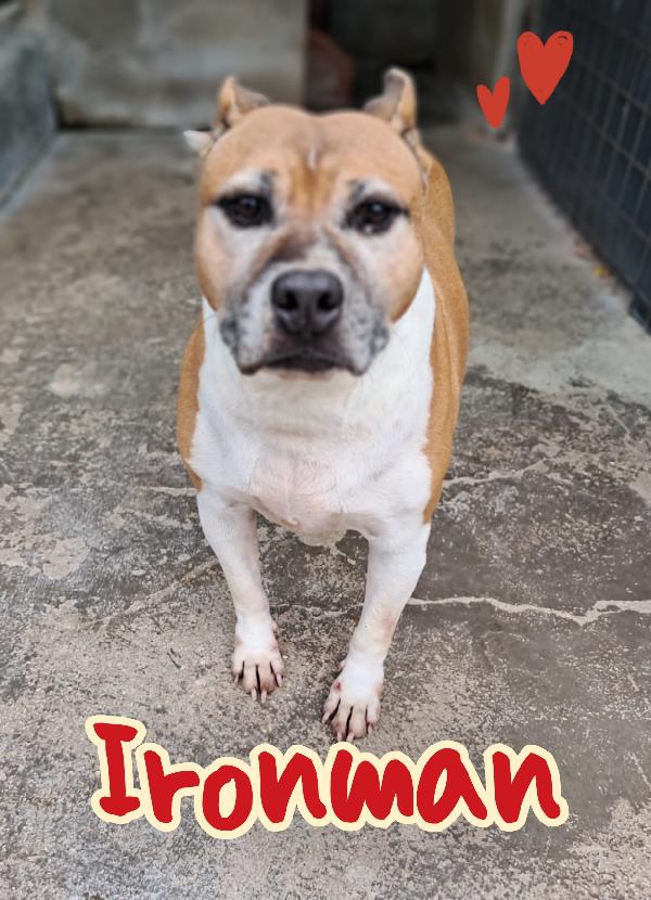 Ironman Adozione Del Cuore 