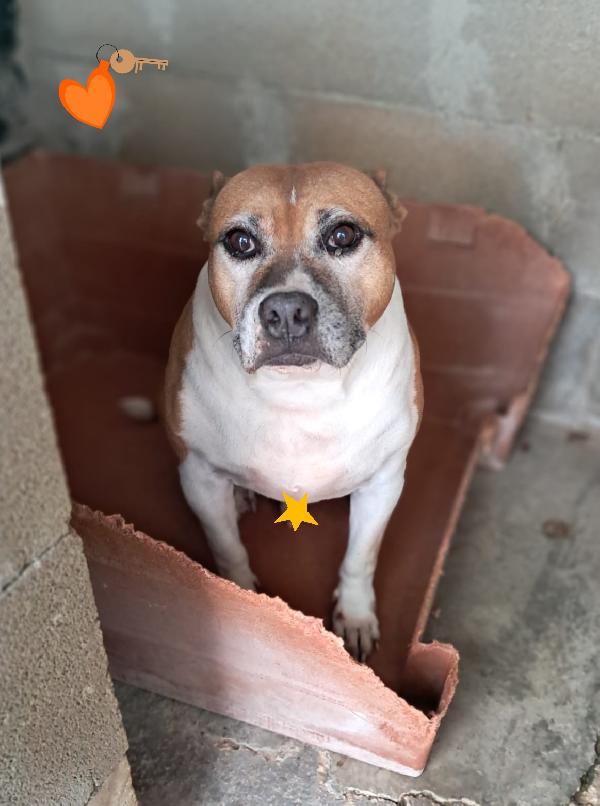 Ironman adozione del cuore  Foto 2