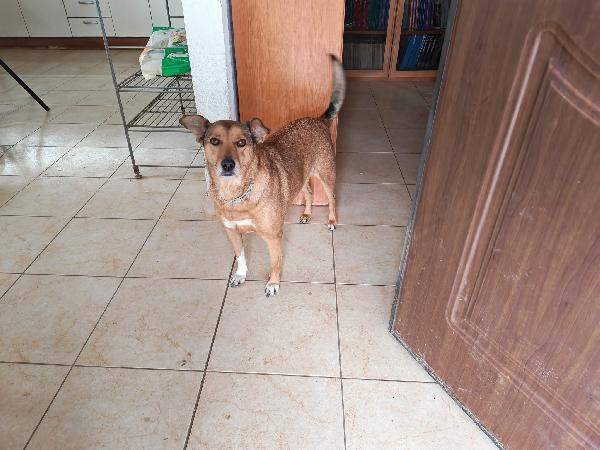 Linda Splendida Cagnolina Taglia Medio Piccola 