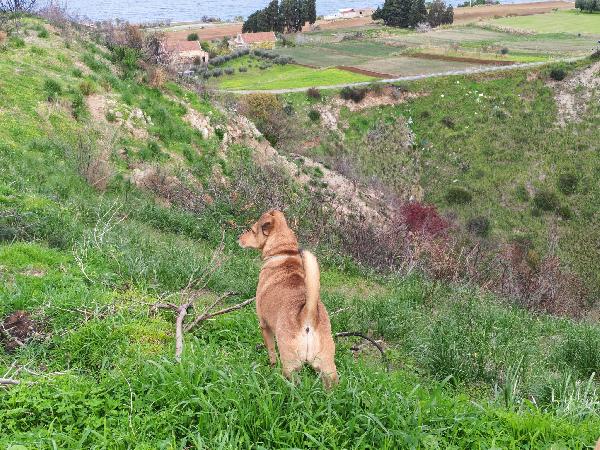 Linda splendida cagnolina taglia medio piccola  Foto 2