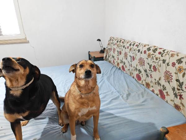 Linda splendida cagnolina taglia medio piccola  Foto 4