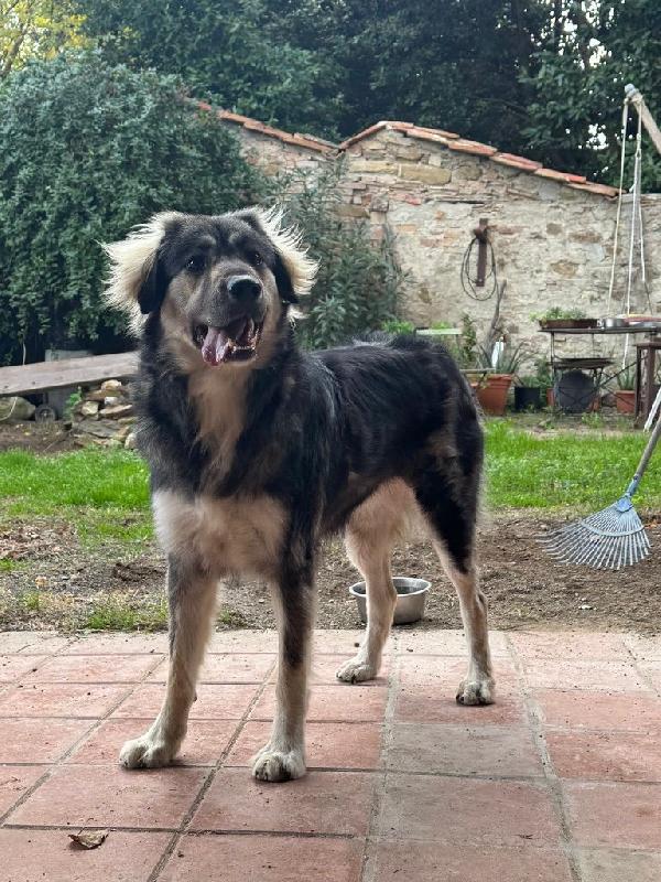Cora Splendida Giovanotta In Toscana Cerca Casa 