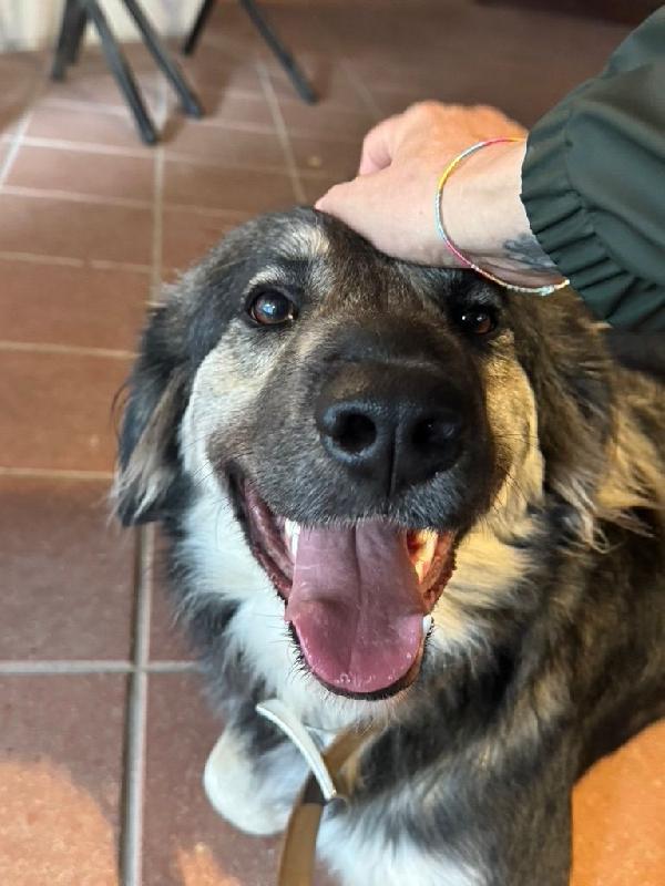 Cora splendida giovanotta in Toscana cerca casa  Foto 2