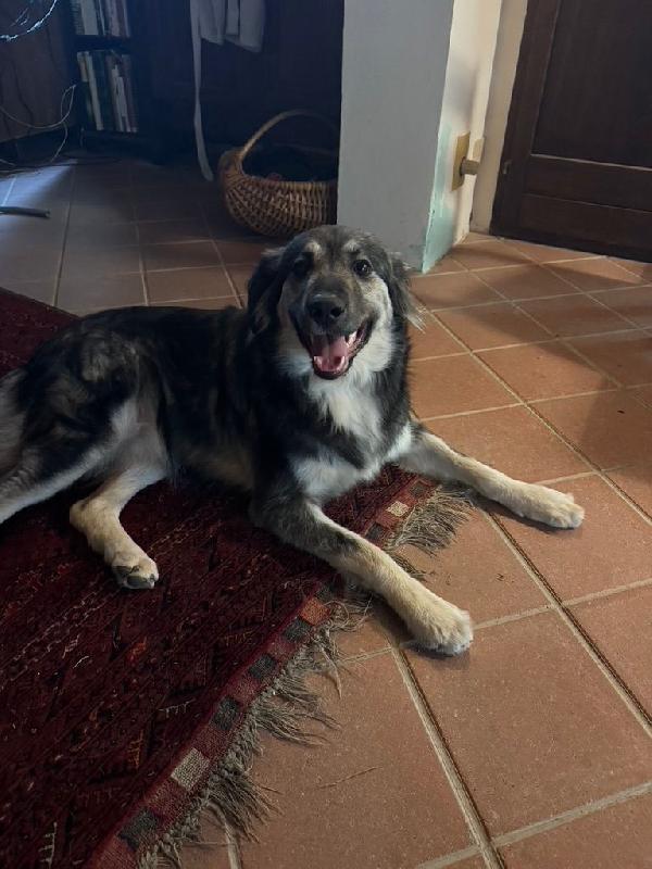 Cora splendida giovanotta in Toscana cerca casa  Foto 3