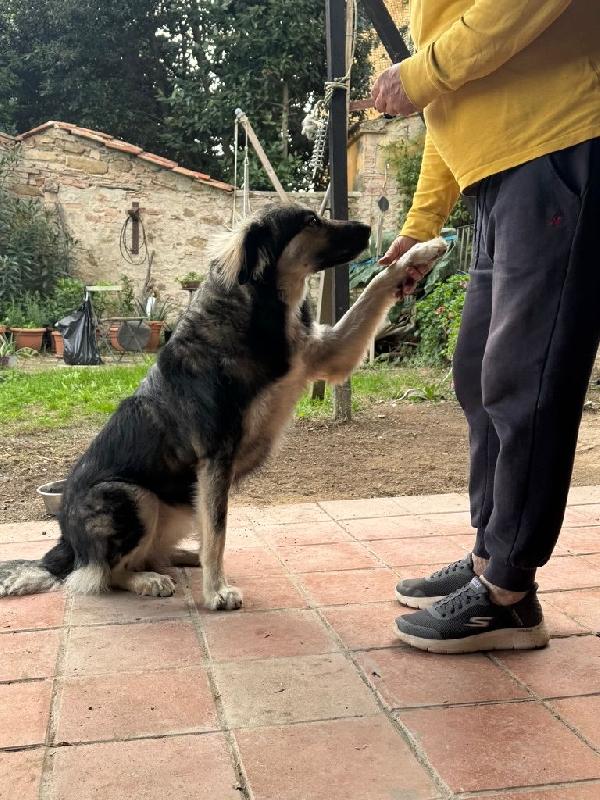 Cora splendida giovanotta in Toscana cerca casa  Foto 4