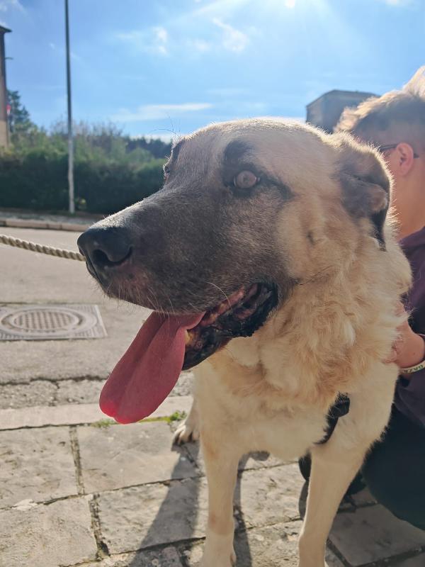 Hulk Gigante Buono Cerca Adozione Del Cuore 