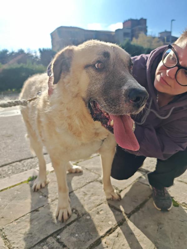 Hulk gigante buono cerca adozione del cuore  Foto 2
