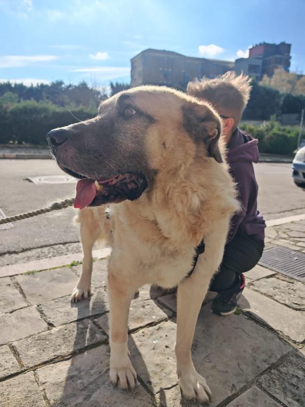 Hulk gigante buono cerca adozione del cuore  Foto 8