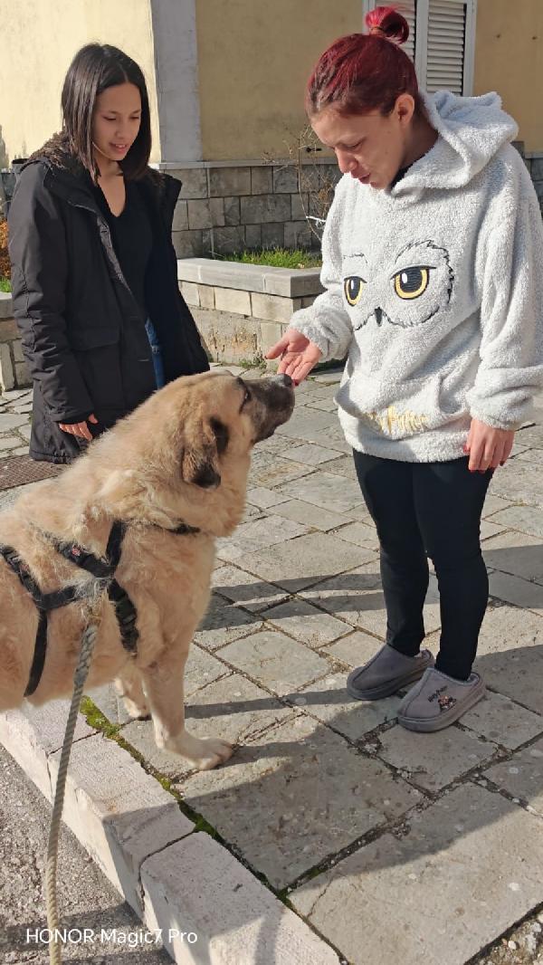 Hulk gigante buono cerca adozione del cuore  Foto 9