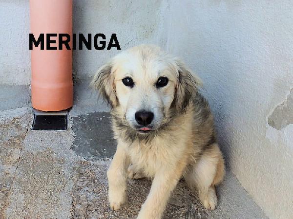 Meringa