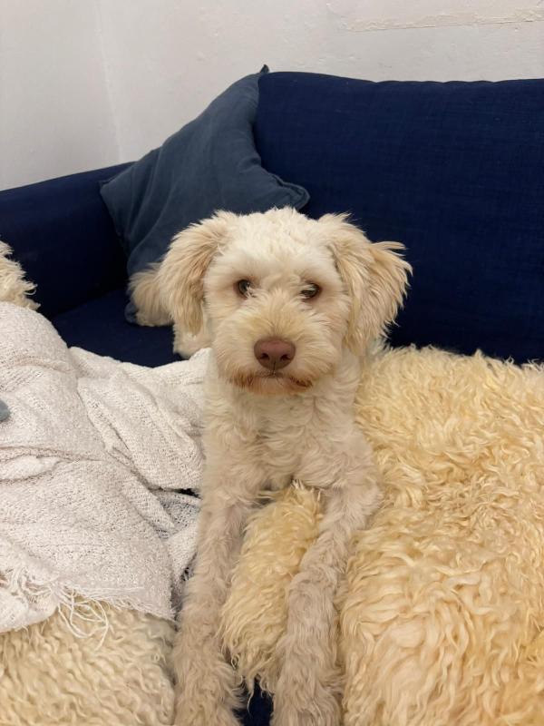 Mix Lagotto, 1Anno, 11 Kg