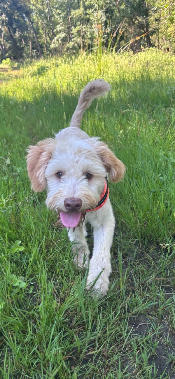 Mix lagotto, 1anno, 11 kg Foto 2