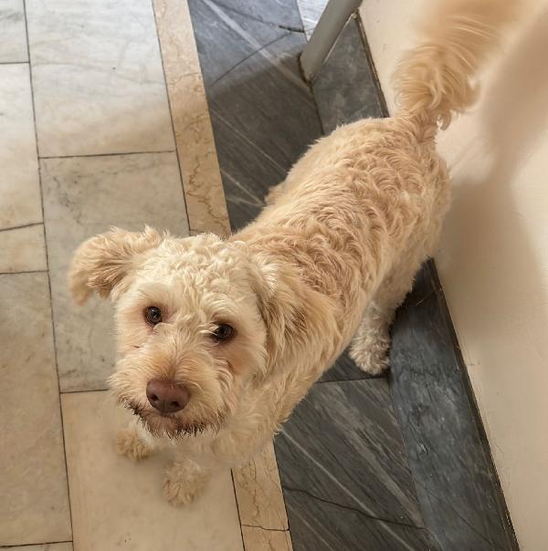 Mix lagotto, 1anno, 11 kg Foto 3