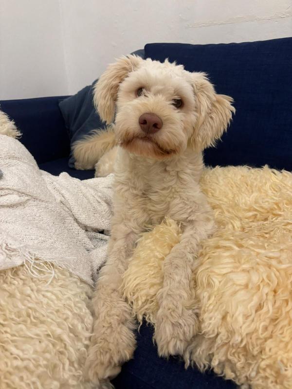 Mix lagotto, 1anno, 11 kg Foto 4