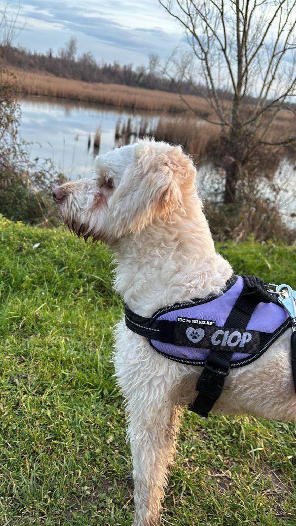 Mix lagotto, 1anno, 11 kg Foto 5