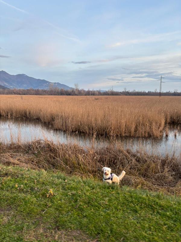 Mix lagotto, 1anno, 11 kg Foto 6