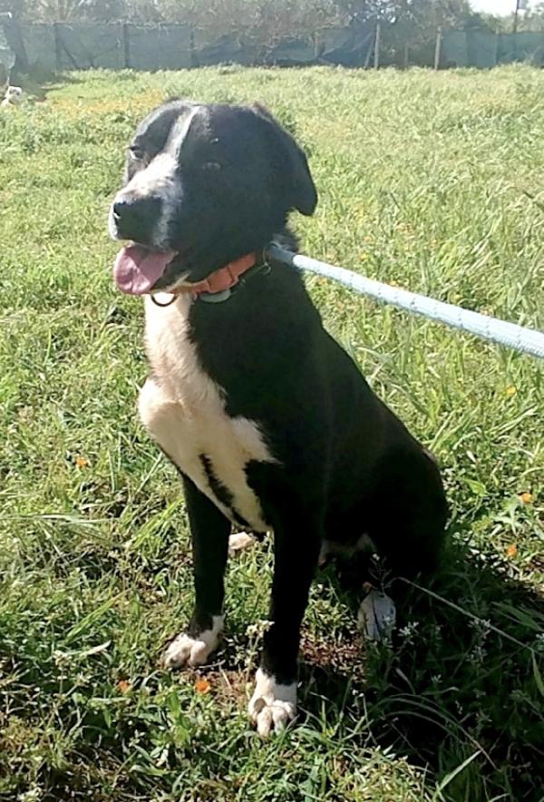 Cucciolone in adozione, è ancora qui che attende di trovare casa  Foto 5