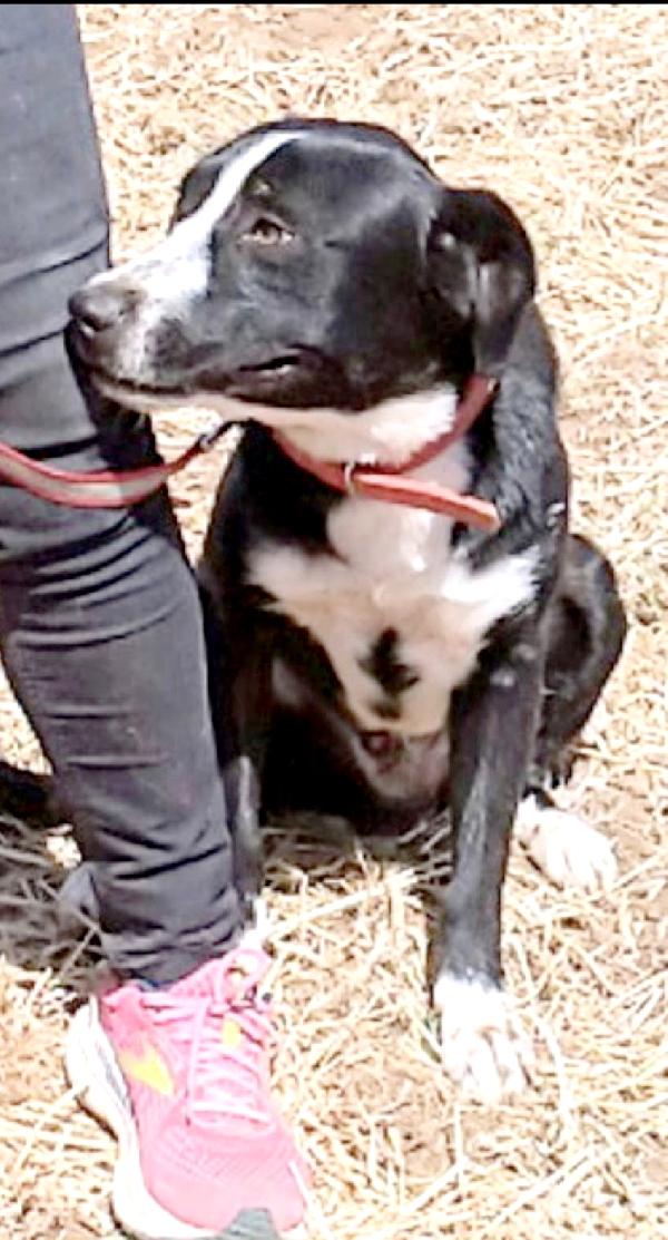 Cucciolone in adozione, è ancora qui che attende di trovare casa  Foto 9