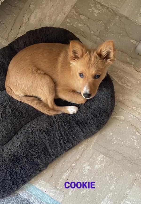 Cookie Un Cucciolo Speciale 