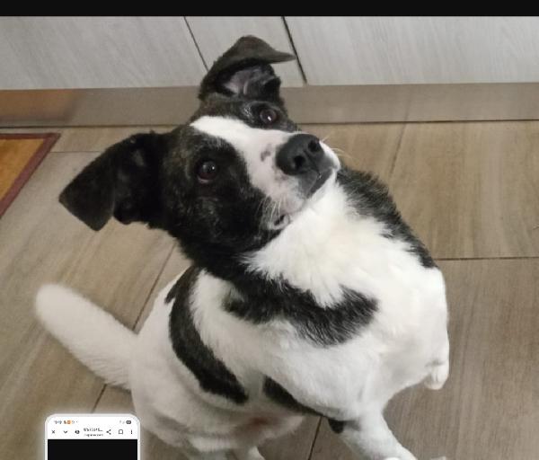 Luce 3Anni Tripode Sos Adozione! Nuoro