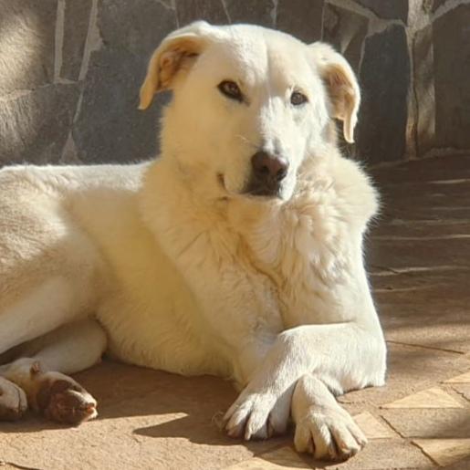 Ziguli' Il Timido Cagnolino Dal Sorriso Speciale 