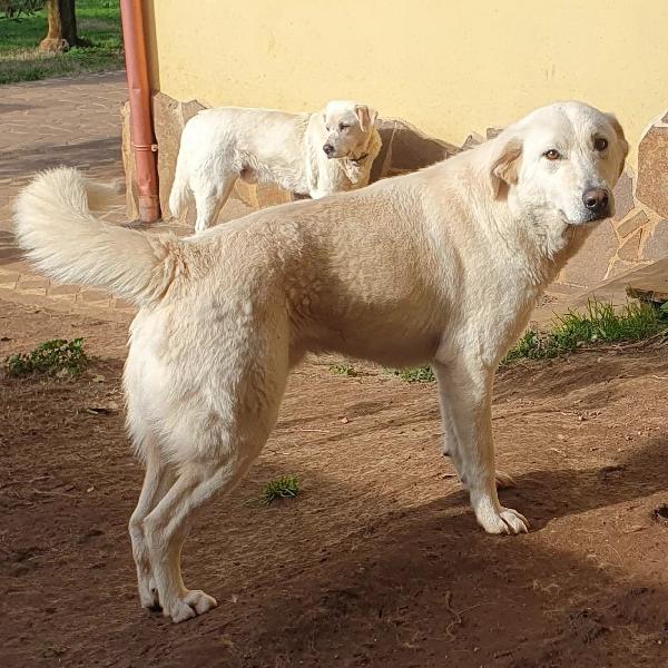 Ziguli' il timido cagnolino dal sorriso speciale  Foto 2