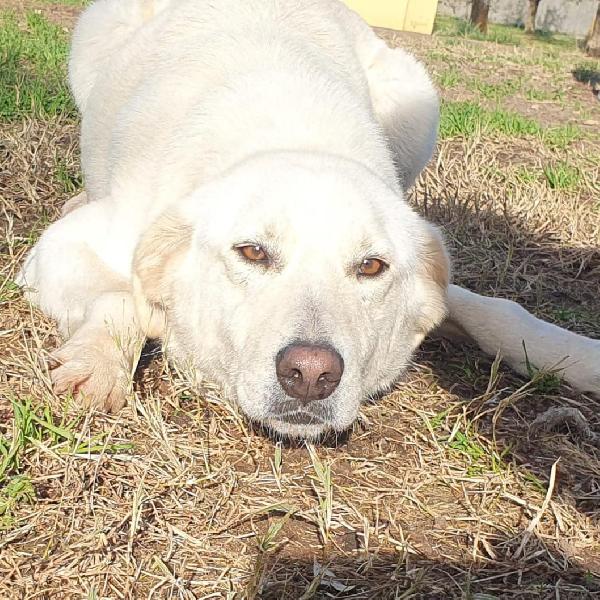 Ziguli' il timido cagnolino dal sorriso speciale  Foto 3