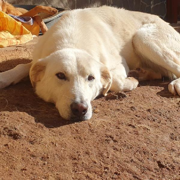 Ziguli' il timido cagnolino dal sorriso speciale  Foto 4