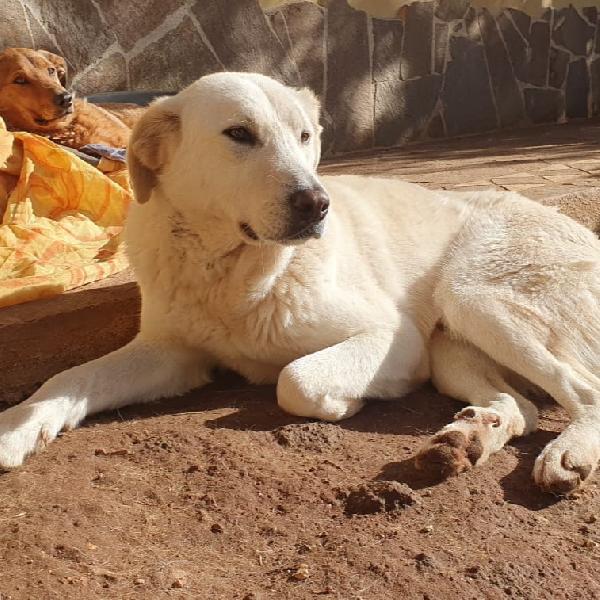 Ziguli' il timido cagnolino dal sorriso speciale  Foto 5